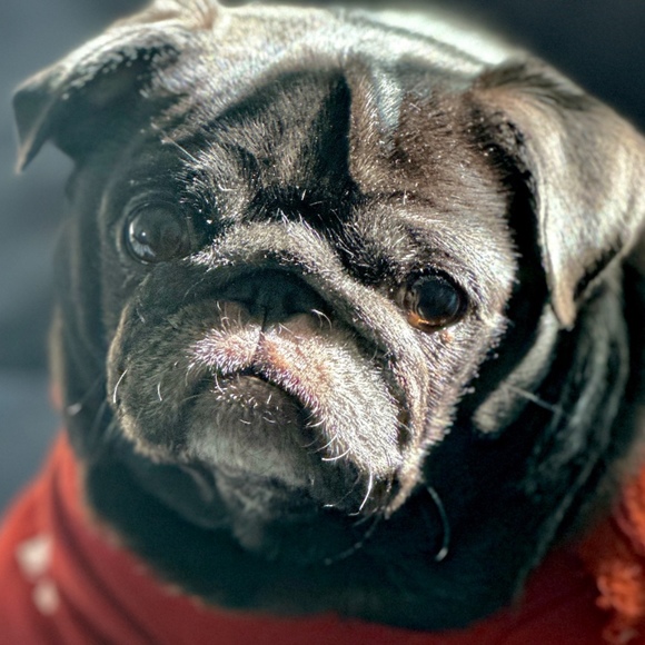 Meet your Posher, Charles - Picture 1 of 1